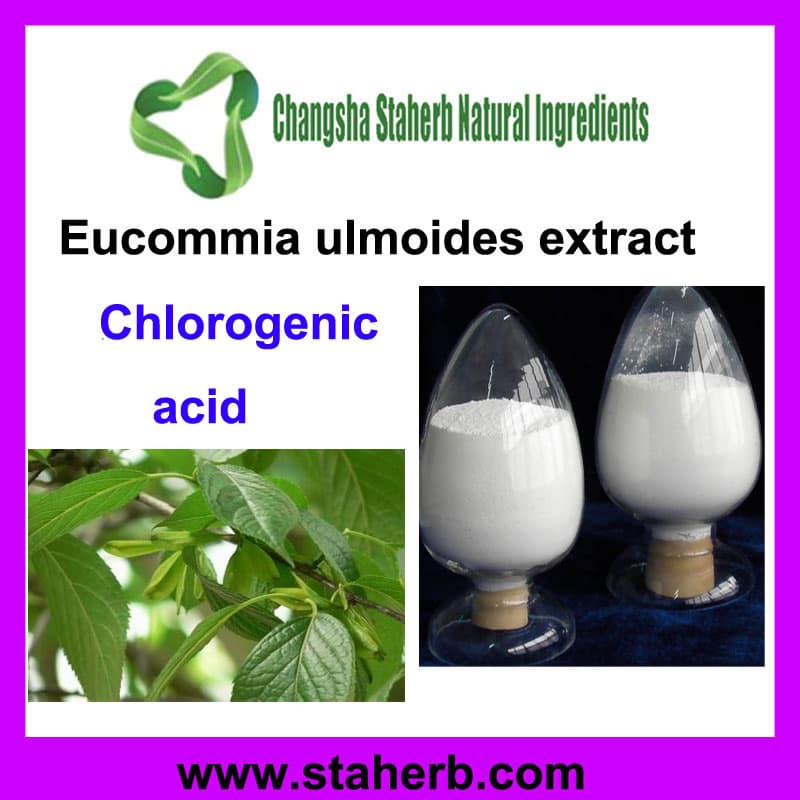 Eucommia Extract Chlorogenic_acid 1_ 98_ CAS_NO_ 327_97_9